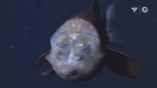 MBARIs Top 10 deepsea animals [upl. by Najtsirk]