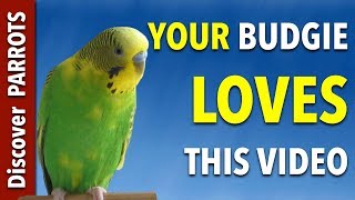 Your Budgie LOVES this Video  Discover PARROTS [upl. by Latnahs359]