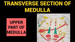 Transverse Section of Medulla  3  TS through Upper Part of Medulla at level of 4th Ventricle [upl. by Thurmann]