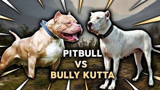 Pitbull vs Bully Kutta [upl. by Sonja]