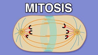 MITOSIS CYTOKINESIS AND THE CELL CYCLE [upl. by Aig]