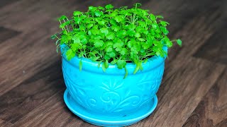 How to Grow Coriander in a containerpot at home  How to grow Cilantro indoors  Kitchen gardening [upl. by Aidas]