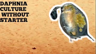 HOW TO CULTURE DAPHNIA NATURALLY WITHOUT A STARTER [upl. by Oinolopa]