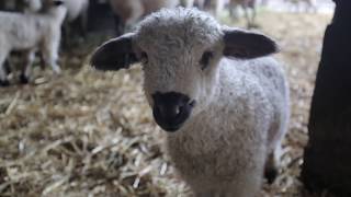 First Swiss Valais Blacknose Sheep in the USA [upl. by Darla]