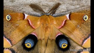 Polyphemus Moth Male and general information Antheraea polyphemus Pennsylavania United States [upl. by Allicerp71]