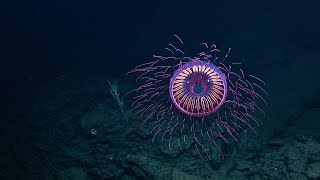 A Burst of Deep Sea Fireworks Halitrephes Jelly  Nautilus Live [upl. by Enrobialc]