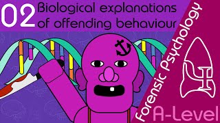 Biological explanations of offending behaviour  Forensic Psychology AQA ALevel [upl. by Bozuwa]