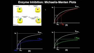 Enzyme Inhibitors  Mechanisms MichaelisMenten Plots amp Effects [upl. by Teahan]