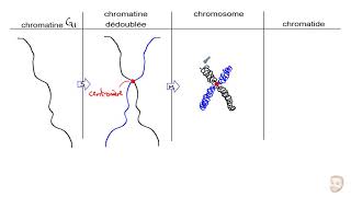 Les chromosomes et la ploïdie n et 2n [upl. by Nylemaj931]