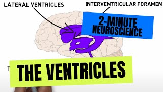 2Minute Neuroscience The Ventricles [upl. by Venu576]