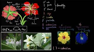 Floral formula  Plant kingdom  Biology class 11  Khan Academy [upl. by Vasta784]