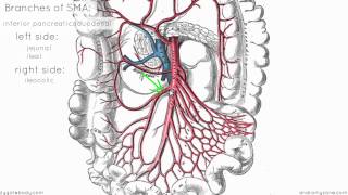 Superior Mesenteric Artery  Anatomy Tutorial [upl. by Phi]