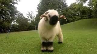 Valais Blacknose Sheep [upl. by Eintirb]