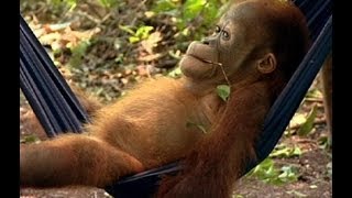 Noddys First Day at School  Orangutan Diary  BBC Earth [upl. by Onitrof]