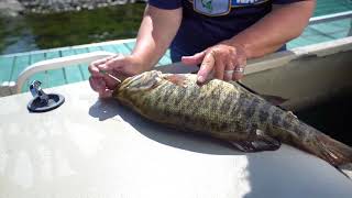 Fizzing smallmouth bass the proper way [upl. by Haden705]