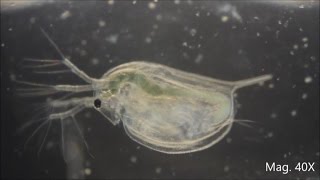 Daphnia magna under the Microscope [upl. by Emmott366]