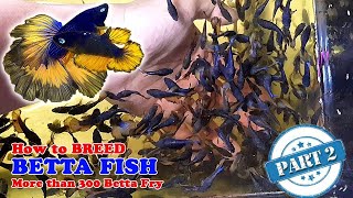 Part 2  How To Betta Fish Breeding  More Than 300 Betta Fry Mustard Gas Rose Tail Halfmoon [upl. by Hertzog]