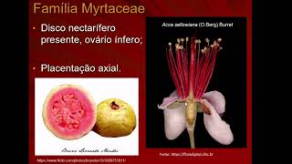 Myrtaceae [upl. by Ainecey]