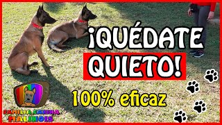 ENSEÑAR a un PERRO el QUIETO FÁCIL y EFECTIVO  Adiestramiento Canino en Obediencia [upl. by Annodal]