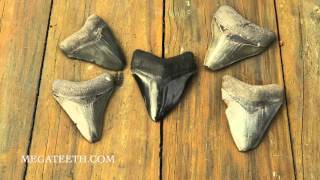 Polishing a megalodon shark tooth [upl. by Sitoel]