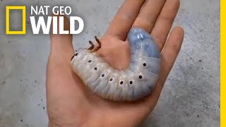 Watch a Hercules Beetle Metamorphose Before Your Eyes  Nat Geo Wild [upl. by Oulman]