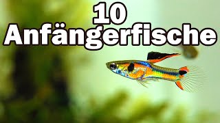 10 Anfängerfische für das 60cmAquarium 73 [upl. by Lahsiv]