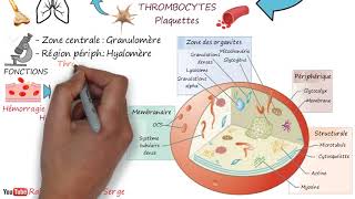 THROMBOCYTES  Plaquettes [upl. by Kubis]