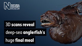 3D scans reveal deepsea anglerfishs huge final meal [upl. by Drawdesemaj]