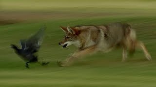 The Coyote Mini Documentary [upl. by Eleinad995]