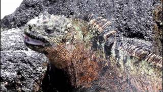 Marine Iguanas Amblyrhynchus cristatus in the Galapagos Islands [upl. by Ainehta]