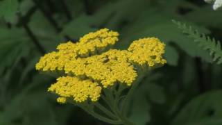 How to Grow and Prune Achillea Yarrow [upl. by Carita]