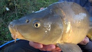 Carp Fishing With Meat  quotThe Meat Feederquot [upl. by Madi]