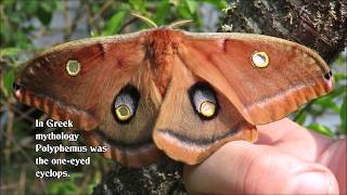 Egg to Polyphemus Moth [upl. by Norabel600]