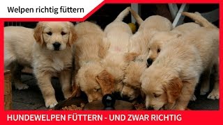 WELPEN RICHTIG FÜTTERN ► Hundewelpen füttern und das richtig [upl. by Nirrac]