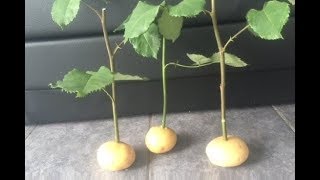 How To Grow Rose Cuttings In Potatoes [upl. by Airdnalahs]