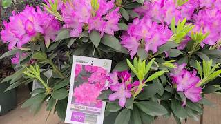 Rhododendron English Roseum  LARGE ELEGANT Tough and Easy to Grow Evergreen [upl. by Aigneis]