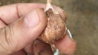 How to plant freesia bulbs [upl. by Yelyah198]