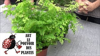 Conseil jardinage Adiantum capillusveneris capillaire Arrosage et entretien Plante dintérieur [upl. by Intisar703]