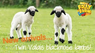 Twin Valais blacknose lambs [upl. by Sanyu]