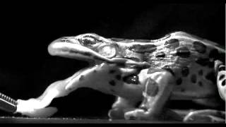 Tongue projection in the leopard frog [upl. by Gairc]