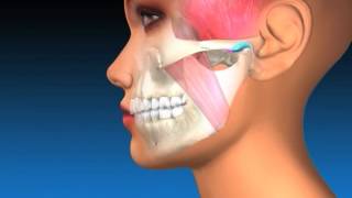 TMJ Explanation amp Therapy [upl. by Tekcirk]