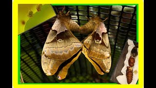 Polyphemus Silk Moth Life Cycle Part 2  Giant Silk Moth  Its finally finished WooooHoooo [upl. by Chem]