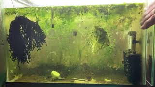 Scuds Daphnia Cherry Shrimp Copepods My aquatic food culture [upl. by Arrait]