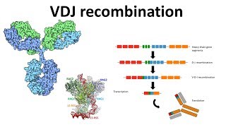 VDJ recombination overview  Generation of antibody diversity  Antibody diversity mechanism  VDJ [upl. by Einahpet]