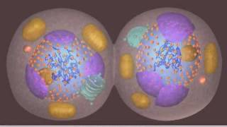 Mitosis [upl. by Lorne164]