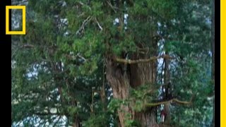 Redwoods The Tallest Trees  National Geographic [upl. by Renelle]