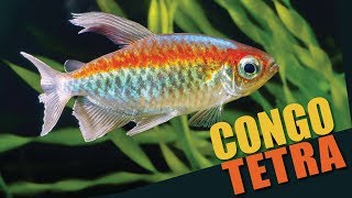 Species Spotlight  Congo Tetra [upl. by Ellevel875]