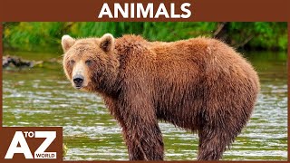 A to Z of Animals  ABC of Animals  Animals starting with [upl. by Iiette801]