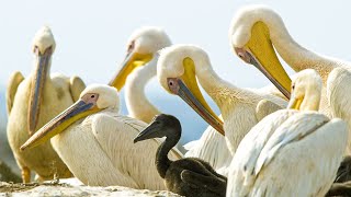 Pelicans Feast On Cape Gannet Chicks  Life  BBC Earth [upl. by Annod]