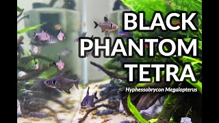 Black Phantom Tetra in community tank [upl. by Day24]